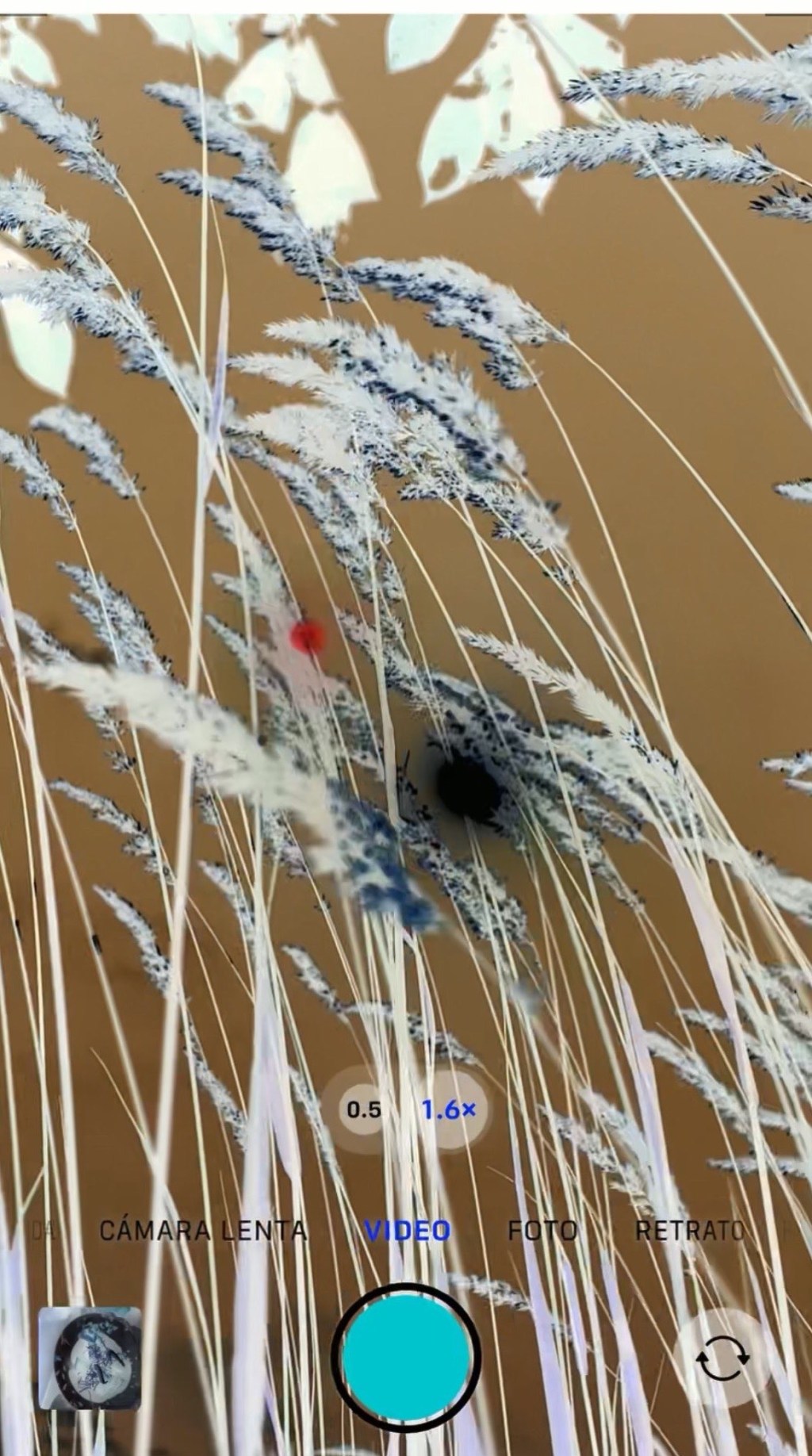 The Antlers “Carnage”  (2025)