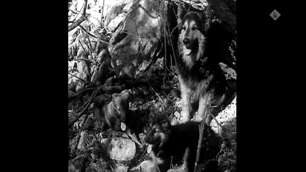 Kala (1958)  dir,  Krešimir Golik, Andrej Hieng&nbsp;★★★★